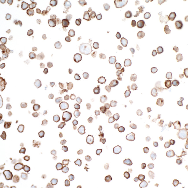 GITR/TNFRSF18 Antibody in Immunocytochemistry (ICC/IF)