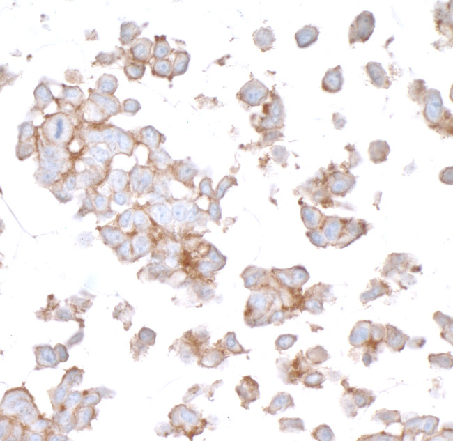 Nectin-2/CD112 Antibody in Immunocytochemistry (ICC/IF)