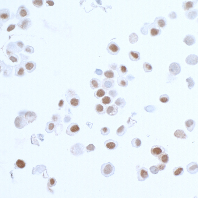 PCNA Antibody in Immunocytochemistry (ICC/IF)