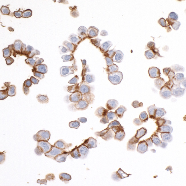 EpCAM Antibody in Immunocytochemistry (ICC/IF)