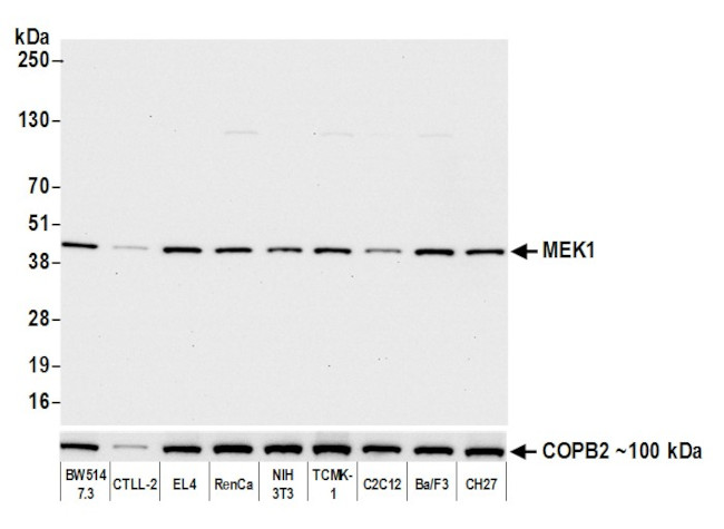 MEK1 Antibody in Western Blot (WB)