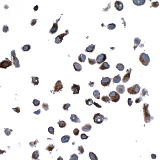 Vimentin Antibody in Immunocytochemistry (ICC/IF)