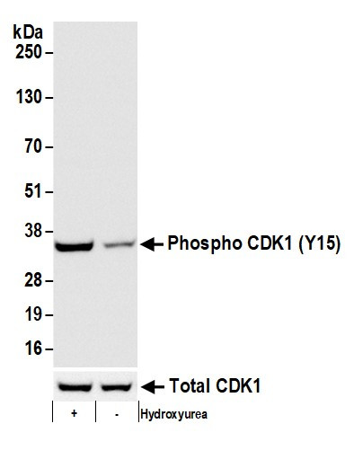 Phospho-CDK1 (Tyr15) Antibody in Western Blot (WB)