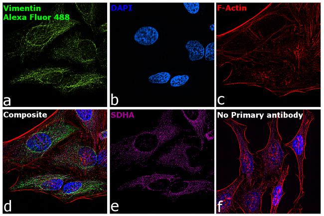 Chicken IgY (H+L) Highly Cross Adsorbed Secondary Antibody in Immunocytochemistry (ICC/IF)