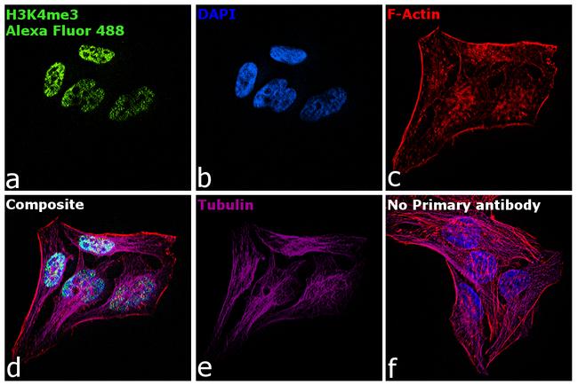 Rabbit IgG Fc, Cross-Adsorbed Secondary Antibody in Immunocytochemistry (ICC/IF)