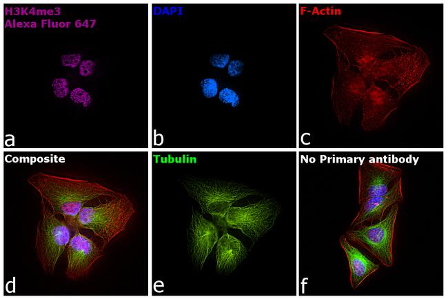 Rabbit IgG Fc, Cross-Adsorbed Secondary Antibody in Immunocytochemistry (ICC/IF)