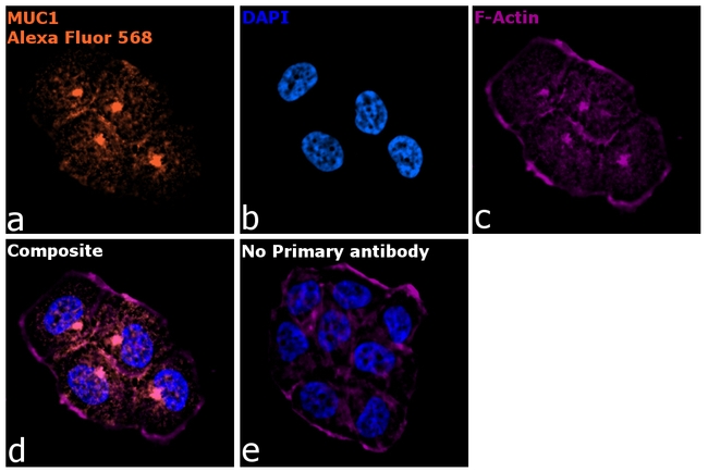 Armenian Hamster IgG (H+L) Highly Cross-Adsorbed Secondary Antibody in Immunocytochemistry (ICC/IF)