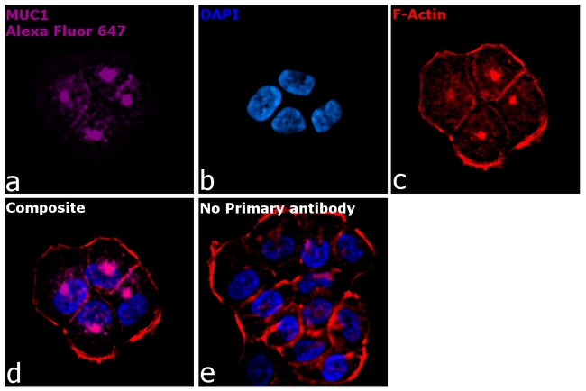 Armenian Hamster IgG (H+L) Highly Cross-Adsorbed Secondary Antibody in Immunocytochemistry (ICC/IF)