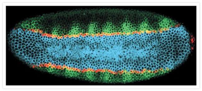 Fluorescein/Oregon Green Antibody in Immunocytochemistry (ICC/IF)