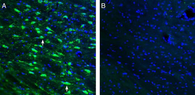 ACE2 (extracellular) Antibody in Immunohistochemistry (Frozen) (IHC (F))