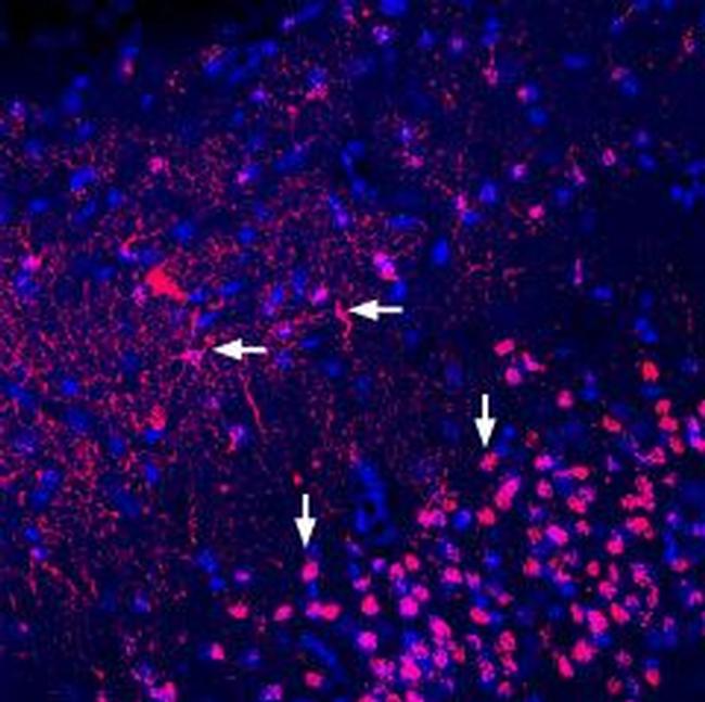 Adenosine A2A Receptor (extracellular) Antibody in Immunohistochemistry (Frozen) (IHC (F))