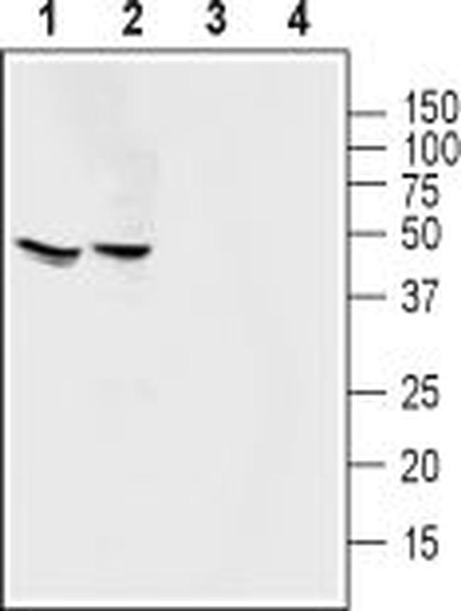 Angiotensin-(1-7) Mas Receptor Antibody in Western Blot (WB)