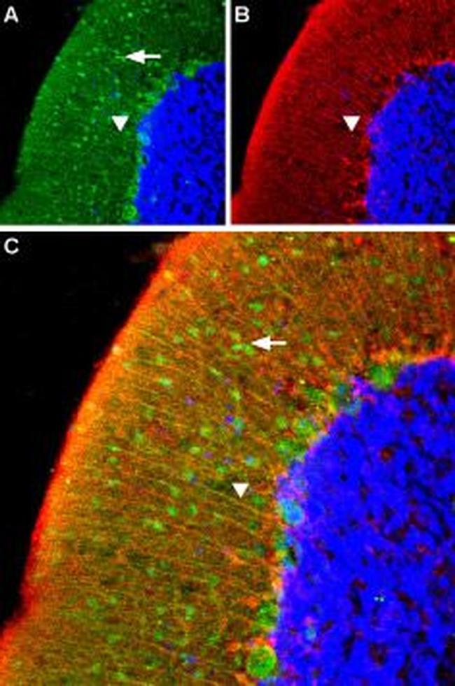 alpha 1A-Adrenergic Receptor (extracellular) Antibody in Immunohistochemistry (IHC)