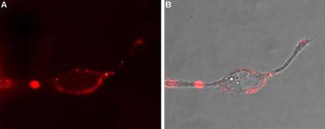 alpha 1D-Adrenergic Receptor (extracellular) Antibody in Immunocytochemistry (ICC/IF)