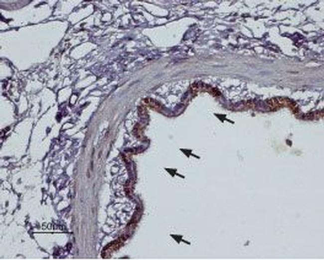 alpha 2B-Adrenergic Receptor (extracellular) Antibody in Immunohistochemistry (Paraffin) (IHC (P))