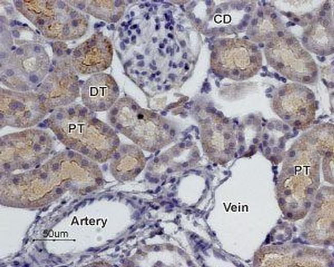 alpha 2C-Adrenergic Receptor (extracellular) Antibody in Immunohistochemistry (Paraffin) (IHC (P))