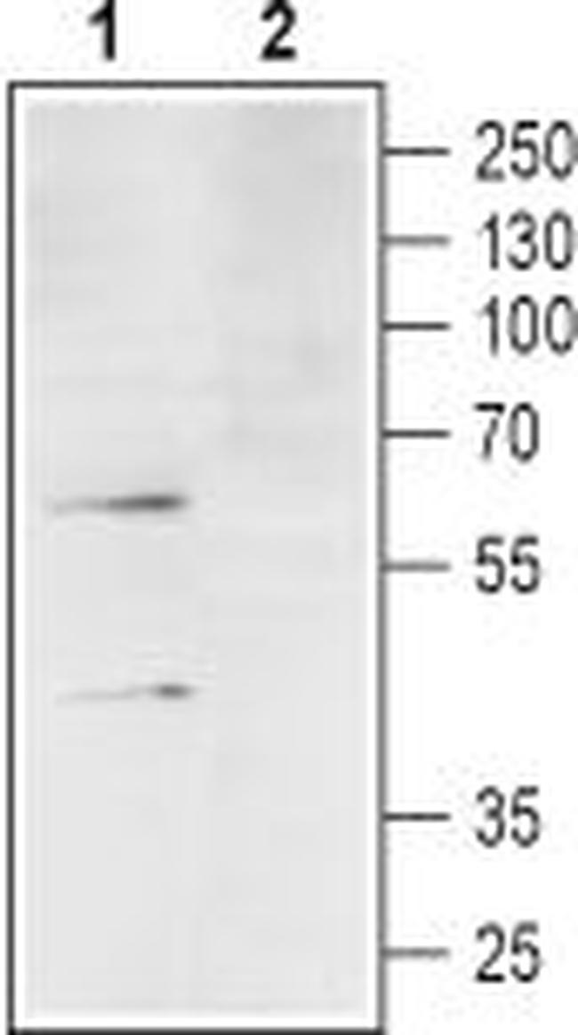 C3aR (extracellular) Antibody in Western Blot (WB)