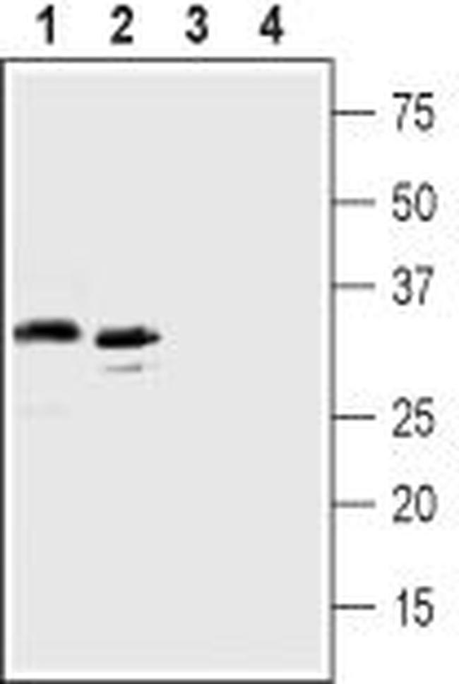 C5aR2 (extracellular) Antibody in Western Blot (WB)