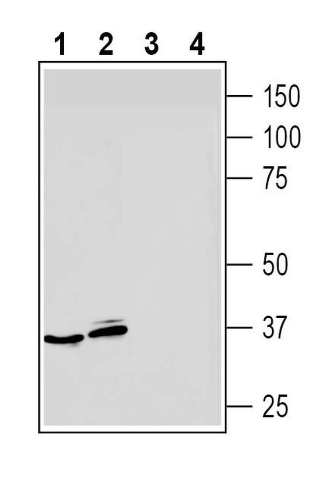 Adenosine A3 Receptor (extracellular) Antibody in Western Blot (WB)