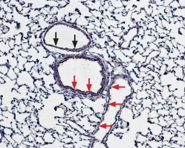 Bestrophin-1 (extracellular) Antibody in Immunohistochemistry (Paraffin) (IHC (P))