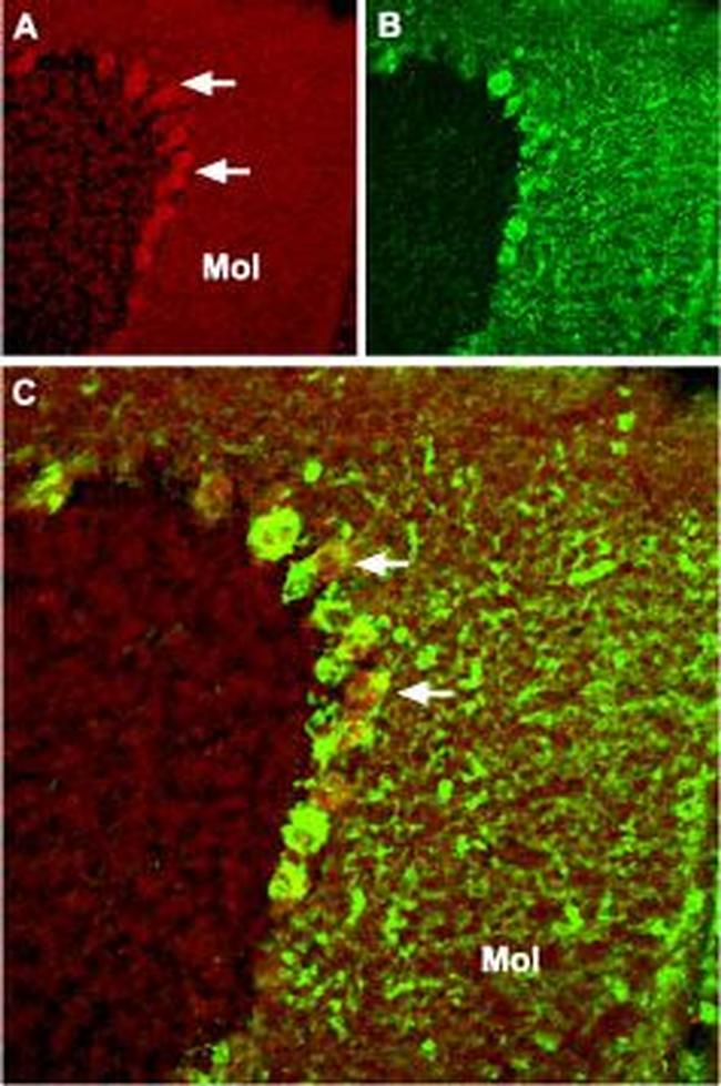 TRPC4 Antibody in Immunohistochemistry (Frozen) (IHC (F))