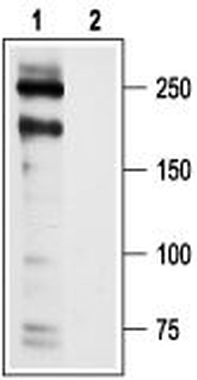 CaV1.2 (CACNA1C) Antibody in Western Blot (WB)