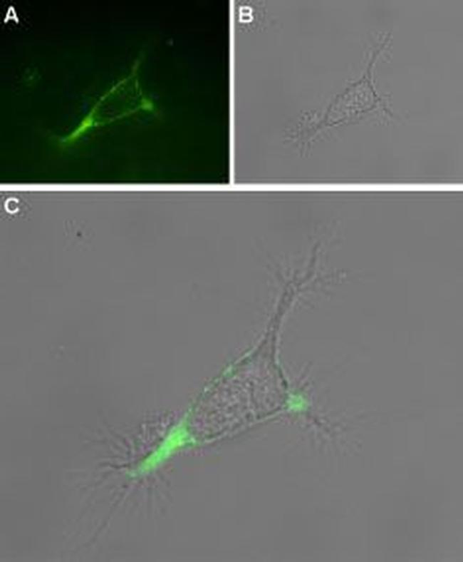 TRPV1 (VR1) (extracellular) Antibody in Immunocytochemistry (ICC/IF)