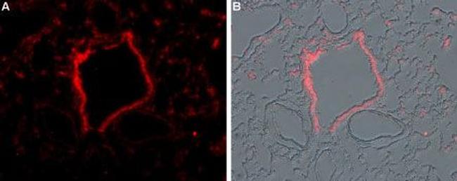 TRPM2 Antibody in Immunohistochemistry (Frozen) (IHC (F))