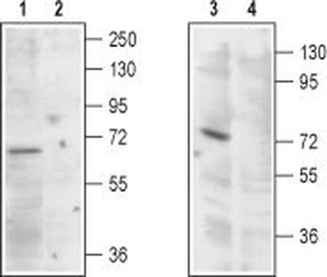 TRPML1 (Mucolipin 1) Antibody in Western Blot (WB)