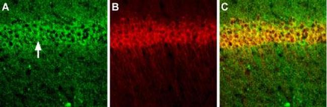 CALHM1 Antibody in Immunohistochemistry (Frozen) (IHC (F))