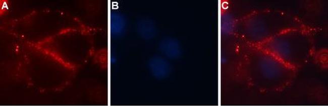 CACNA2D4 (CaV alpha 2 delta 4) (extracellular) Antibody in Immunocytochemistry (ICC/IF)