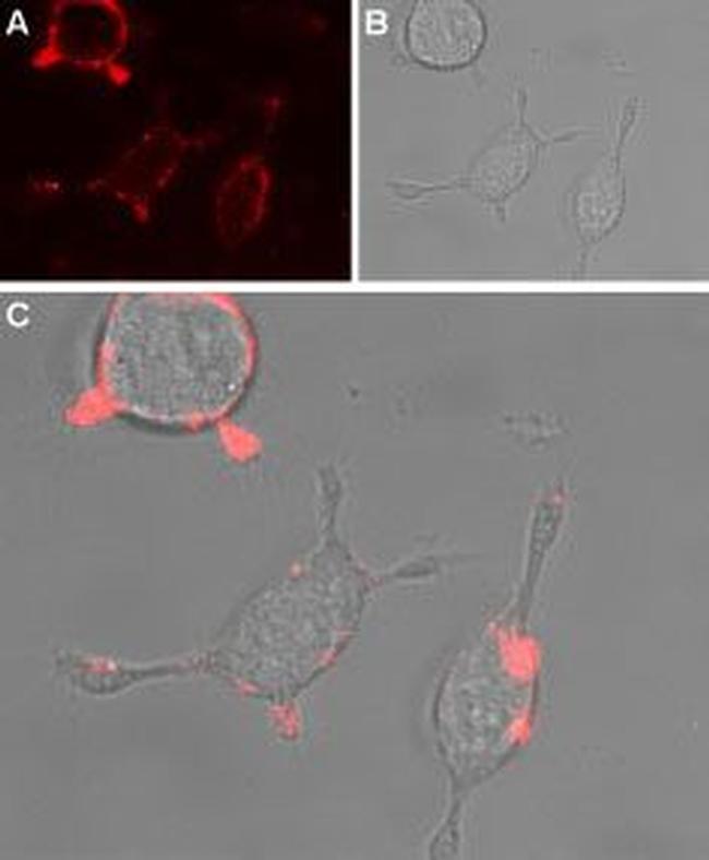 TRPC4 (extracellular) Antibody in Immunocytochemistry (ICC/IF)