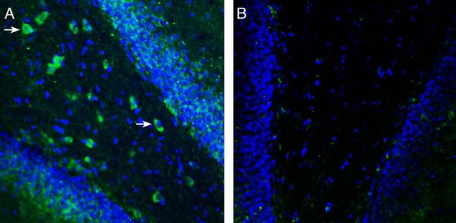 TRPM7 (extracellular) Antibody in Immunohistochemistry (Frozen) (IHC (F))