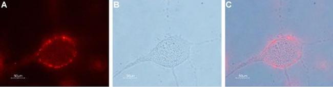 Pannexin 2 (extracellular) Antibody in Immunocytochemistry (ICC/IF)