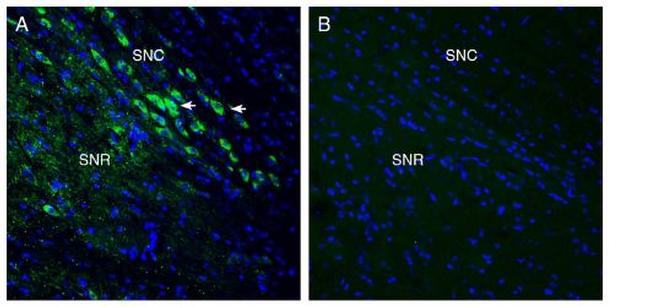 MCU Antibody in Immunohistochemistry (Frozen) (IHC (F))