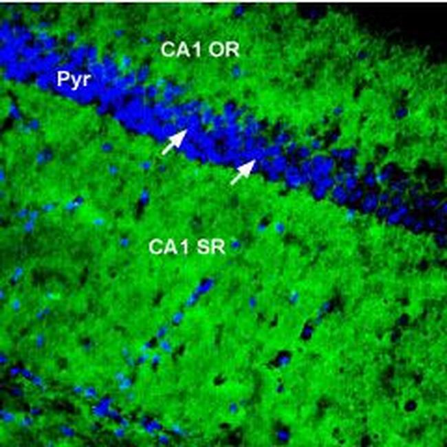 PMCA1 Antibody in Immunohistochemistry (Frozen) (IHC (F))