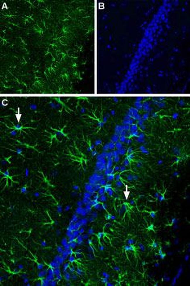 CNTFR alpha (extracellular) Antibody in Immunohistochemistry (IHC)