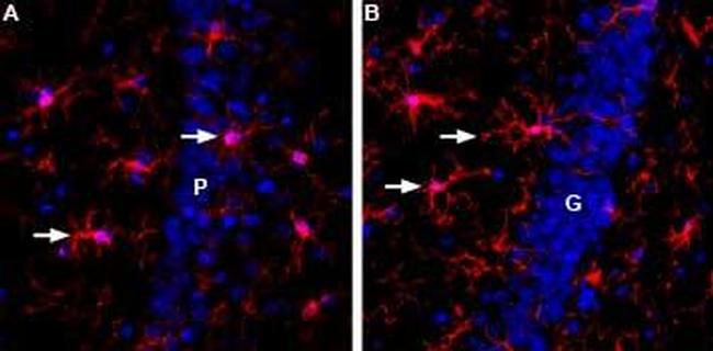 IBA1/AIF1 Antibody in Immunohistochemistry (Frozen) (IHC (F))