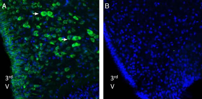 Nucleobindin-2/Nesfatin-1 Antibody in Immunohistochemistry (Frozen) (IHC (F))