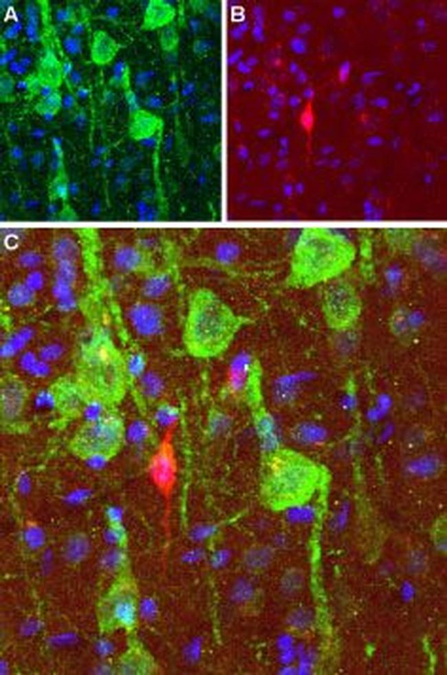 D1 Dopamine Receptor Antibody in Immunohistochemistry (Frozen) (IHC (F))