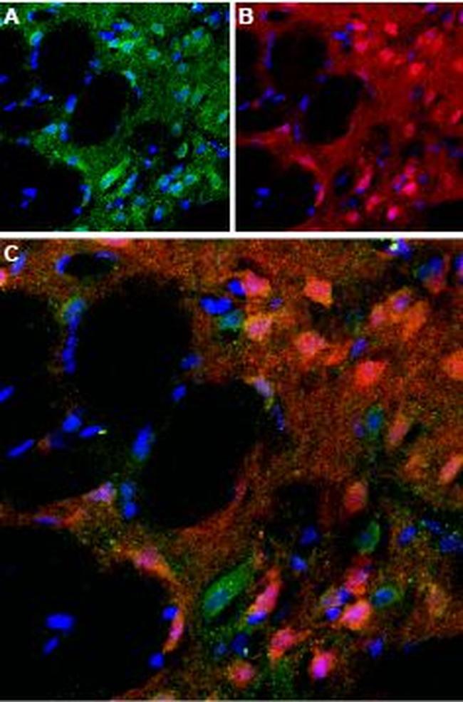 D5 Dopamine Receptor (extracellular) Antibody in Immunohistochemistry (Frozen) (IHC (F))