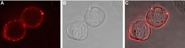 EphA1 (extracellular) Antibody in Immunocytochemistry (ICC/IF)