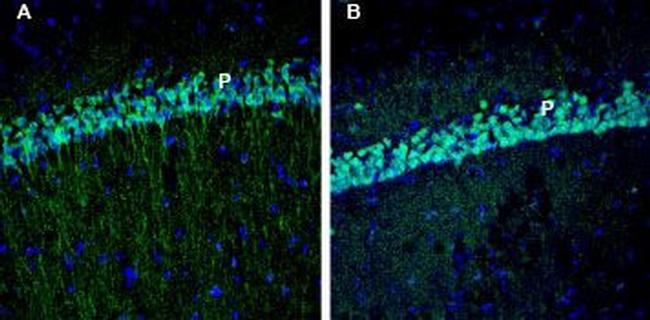 EphA3 (extracellular) Antibody in Immunohistochemistry (Frozen) (IHC (F))