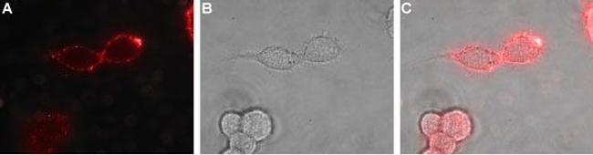 EphB1 (extracellular) Antibody in Immunocytochemistry (ICC/IF)