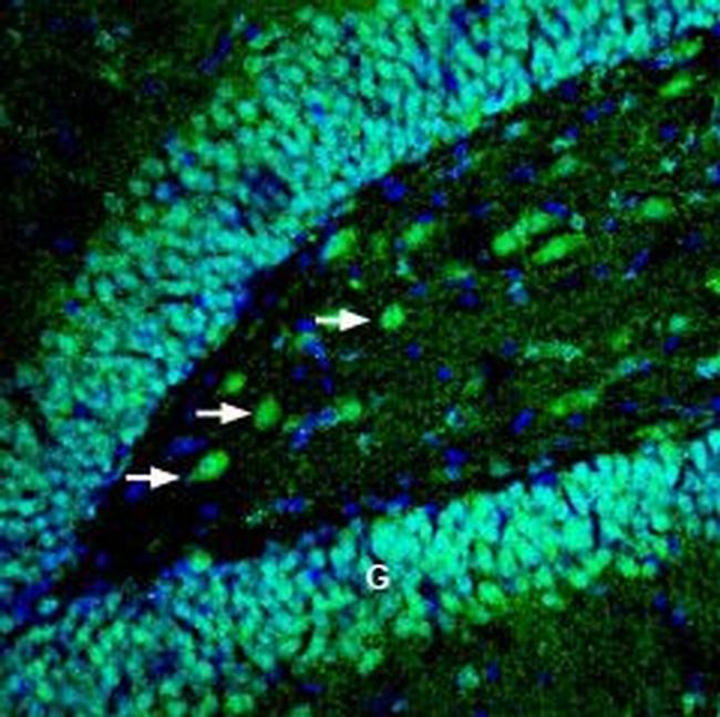 EphB4 (extracellular) Antibody in Immunohistochemistry (Frozen) (IHC (F))