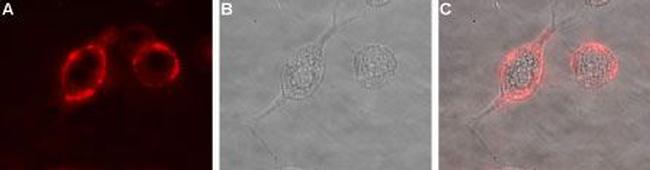 Ephrin-A1 (extracellular) Antibody in Immunocytochemistry (ICC/IF)