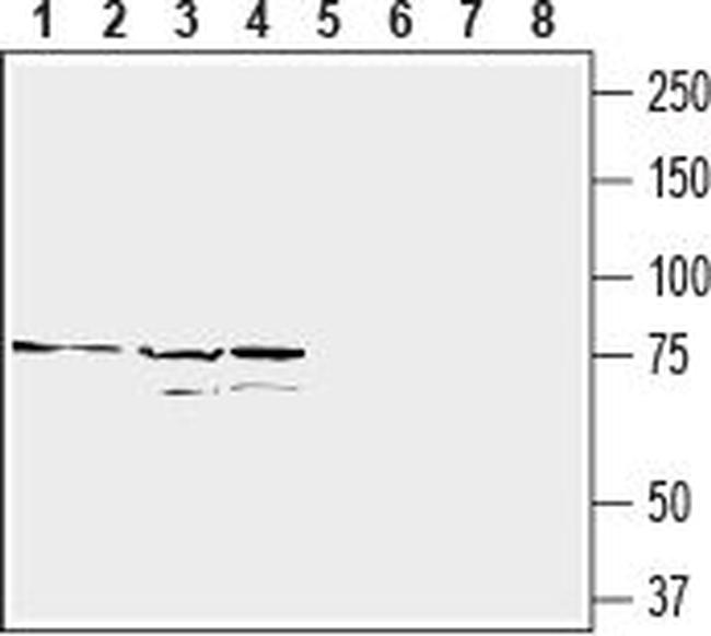 CD97/ADGRE5 (extracellular) Antibody in Western Blot (WB)