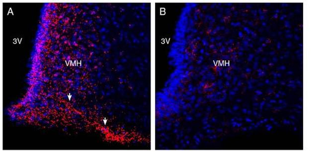 GPR120/FFAR4 (extracellular) Antibody in Immunohistochemistry (Frozen) (IHC (F))