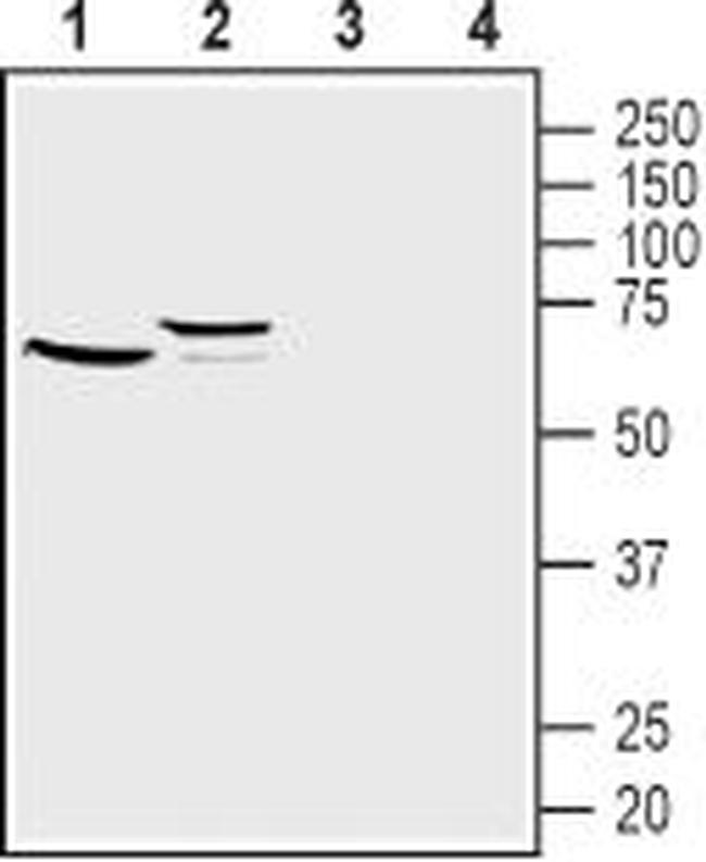 Frizzled-1 (FZD1) (extracellular) Antibody in Western Blot (WB)