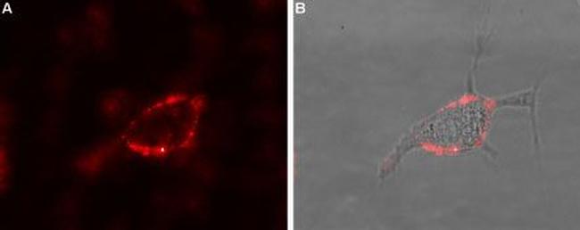 GABA(A) theta Receptor (GABRQ) (extracellular) Antibody in Immunocytochemistry (ICC/IF)